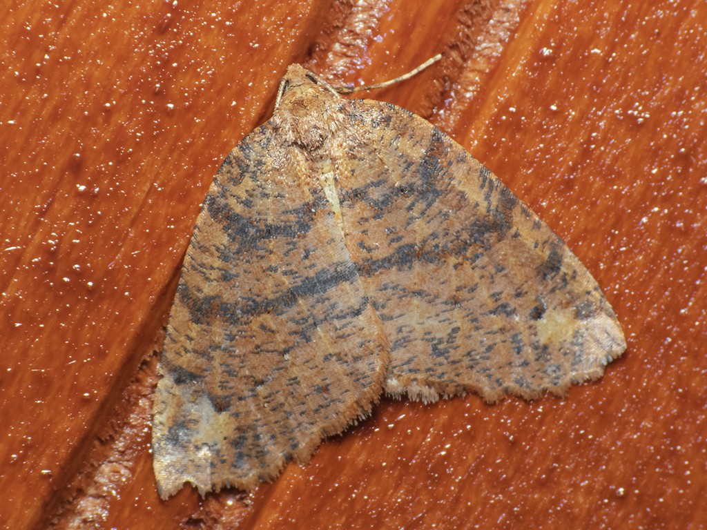 Franciscoia ediliae