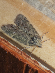 Hemiloxia maditata