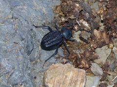 Somaticus aeneus