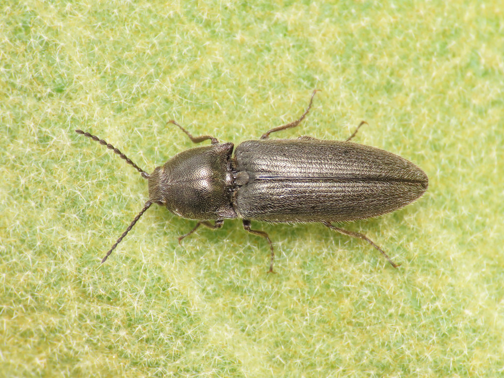 Cidnopus pseudopilosus