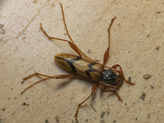 Phymatioderus bizonatus
