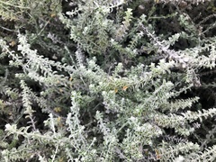 Plecostachys serpyllifolia