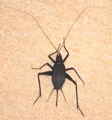 Homoeogryllus orientalis