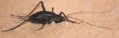 Homoeogryllus orientalis