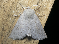 Mallomus