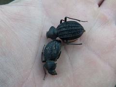 Somaticus aeneus