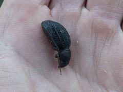 Somaticus aeneus
