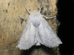 Mallomus