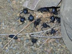 Somaticus aeneus