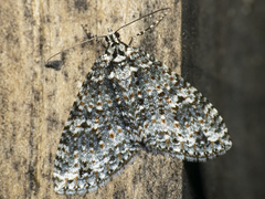 Hoplosauris granitata