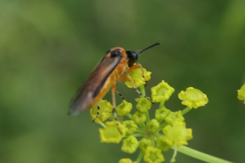 piliarka repková (Athalia rosae)
