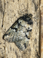 Lacaria orfilai
