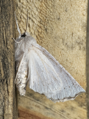 Mallomus