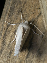 Mallomus