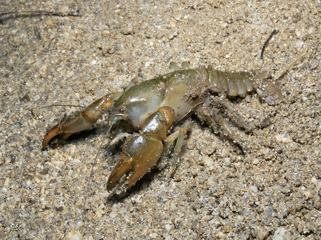 Parastacus