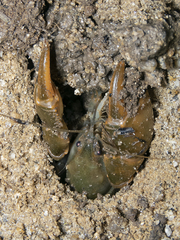 Parastacus pugnax