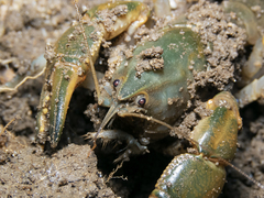 Parastacus pugnax