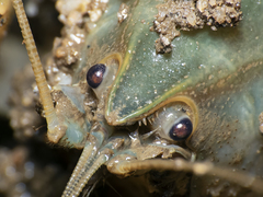 Parastacus pugnax