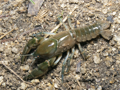 Parastacus pugnax
