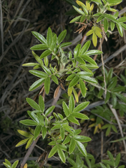 Acaena argentea