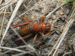 Cratomelus armatus
