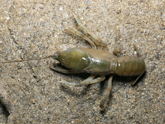 Parastacus pugnax