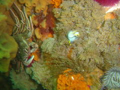 Polycera capensis