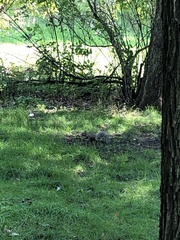 Sciurus carolinensis