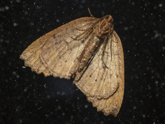 Franciscoia ediliae