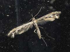 Singularia alternaria