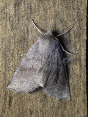 Mallomus