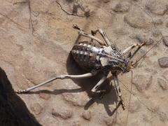 Acanthoproctus cervinus