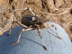 Acanthoproctus cervinus