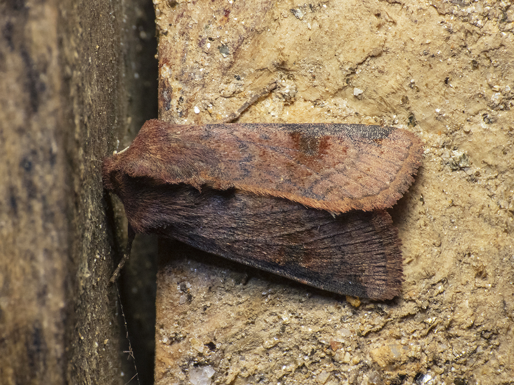 Chabuata castanea