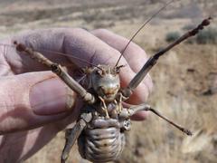 Acanthoproctus cervinus