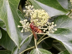 Volucella zonaria