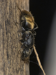 Camponotus chilensis