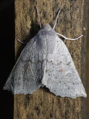 Mallomus