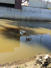 Branta canadensis