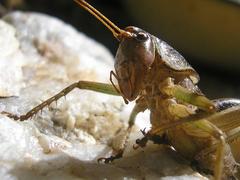 Alfredectes semiaeneus