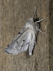 Mallomus