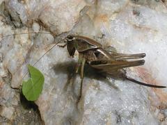 Alfredectes semiaeneus