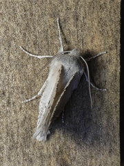 Mallomus