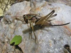 Alfredectes semiaeneus