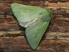 Jochroa chlorogastra