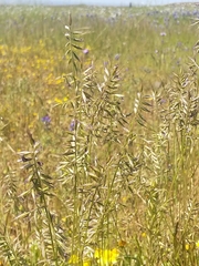 Festuca microstachys