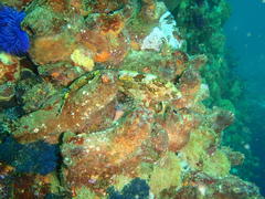 Clinus superciliosus