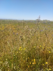 Festuca microstachys