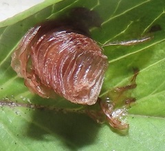 Aspidimorpha puncticosta