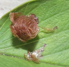 Aspidimorpha puncticosta